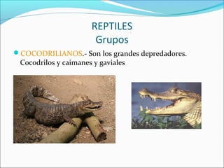 REPTILES
Grupos
COCODRILIANOS.- Son los grandes depredadores.
Cocodrilos y caimanes y gaviales
 