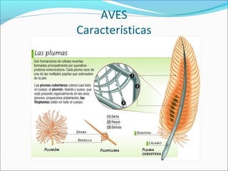 AVES
Características
 