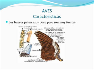 AVES
Características
Los huesos pesan muy poco pero son muy fuertes
 