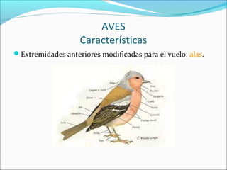 AVES
Características
Extremidades anteriores modificadas para el vuelo: alas.
 
