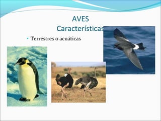 AVES
Características
• Terrestres o acuáticas
 