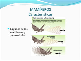 MAMÍFEROS
Características
Organos de los
sentidos muy
desarrollados
 