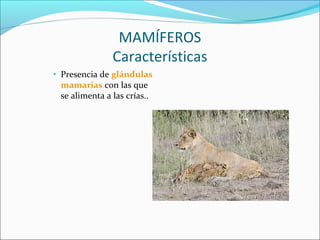 MAMÍFEROS
Características
• Presencia de glándulas
mamarias con las que
se alimenta a las crías..
 