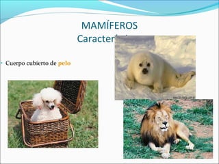 MAMÍFEROS
Características
• Cuerpo cubierto de pelo
 