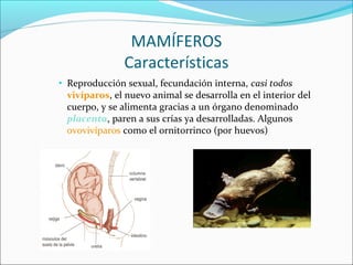 MAMÍFEROS
Características
• Reproducción sexual, fecundación interna, casi todos
vivíparos, el nuevo animal se desarrolla ...