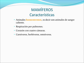 MAMÍFEROS
Características
• Animales homeotermos, es decir son animales de sangre
caliente.
• Respiración por pulmones.
• ...
