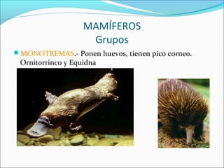 MAMÍFEROS
Grupos
MONOTREMAS.- Ponen huevos, tienen pico corneo.
Ornitorrinco y Equidna
 