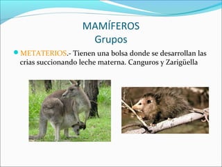 MAMÍFEROS
Grupos
METATERIOS.- Tienen una bolsa donde se desarrollan las
crias succionando leche materna. Canguros y Zarig...