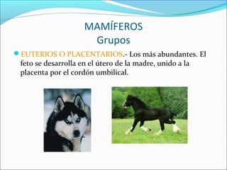 MAMÍFEROS
Grupos
EUTERIOS O PLACENTARIOS.- Los más abundantes. El
feto se desarrolla en el útero de la madre, unido a la
...