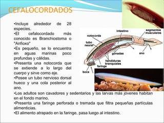 CEFALOCORDADOS
•Los adultos son cavadores y sedentarios y las larvas más jóvenes habitan
en el fondo marino.
•Presenta una...
