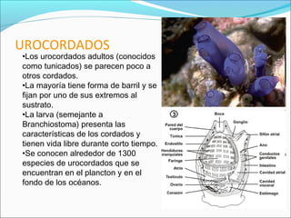 UROCORDADOS
•Los urocordados adultos (conocidos
como tunicados) se parecen poco a
otros cordados.
•La mayoría tiene forma ...