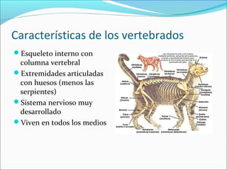 Características de los vertebrados
Esqueleto interno con
columna vertebral
Extremidades articuladas
con huesos (menos la...
