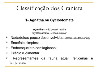 Classificação dos Craniata
              1- Agnatha ou Cyclostomata

                   Agnatha→ não possui maxila
                   Cyclostomata → boca circular
    Nadadeiras pouco desenvolvidas (dorsal, caudal e anal);
    Encéfalo simples;
    Endoesqueleto cartilaginoso;
    Crânio rudimentar.
     Representantes da fauna atual: feiticeiras e
    lampreias.
 