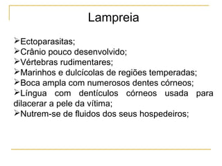 Lampreia
Ectoparasitas;
Crânio pouco desenvolvido;
Vértebras rudimentares;
Marinhos e dulcícolas de regiões temperadas;
Boca ampla com numerosos dentes córneos;
Língua com dentículos córneos usada para
dilacerar a pele da vítima;
Nutrem-se de fluidos dos seus hospedeiros;
 