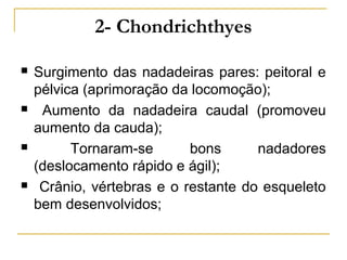 2- Chondrichthyes

   Surgimento das nadadeiras pares: peitoral e
    pélvica (aprimoração da locomoção);
    Aumento da nadadeira caudal (promoveu
    aumento da cauda);
         Tornaram-se       bons      nadadores
    (deslocamento rápido e ágil);
    Crânio, vértebras e o restante do esqueleto
    bem desenvolvidos;
 