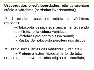 Urocordados e cefalocordados: não apresentam
crânio e vértebras (cordados invertebrados);

 Craniados: possuem crânio e vértebras
(maioria).
     →Notocorda desaparece parcialmente, sendo
     substituída pela coluna vertebral;
     → Vértebras protegem o tubo neural;
     → Restos de notocorda persitem nos discos;

 Crânio surgiu antes das vértebras (Craniata);
     → Protege a extremidade anterior do tubo
neural, que, nos vertebrados origina o encéfalo;
 