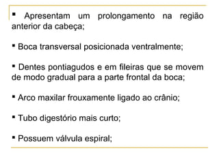  Apresentam um prolongamento na região
anterior da cabeça;

 Boca transversal posicionada ventralmente;

 Dentes pontiagudos e em fileiras que se movem
de modo gradual para a parte frontal da boca;

 Arco maxilar frouxamente ligado ao crânio;

 Tubo digestório mais curto;

 Possuem válvula espiral;
 