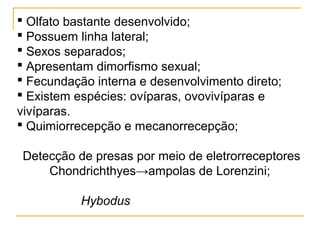  Olfato bastante desenvolvido;
 Possuem linha lateral;
 Sexos separados;
 Apresentam dimorfismo sexual;
 Fecundação interna e desenvolvimento direto;
 Existem espécies: ovíparas, ovovivíparas e
vivíparas.
 Quimiorrecepção e mecanorrecepção;

Detecção de presas por meio de eletrorreceptores
    Chondrichthyes→ampolas de Lorenzini;

           Hybodus
 