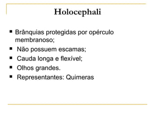Holocephali

   Brânquias protegidas por opérculo
    membranoso;
   Não possuem escamas;
   Cauda longa e flexível;
   Olhos grandes.
   Representantes: Quimeras
 