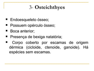 3- Osteichthyes

   Endoesqueleto ósseo;
   Possuem opérculo ósseo;
   Boca anterior;
   Presença de bexiga natatória;
    Corpo coberto por escamas de origem
    dérmica (cicloide, ctenoide, ganoide). Há
    espécies sem escamas.
 