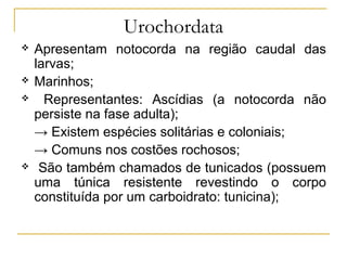 Urochordata
   Apresentam notocorda na região caudal das
    larvas;
   Marinhos;
     Representantes: Ascídias (a notocorda não
    persiste na fase adulta);
    → Existem espécies solitárias e coloniais;
    → Comuns nos costões rochosos;
    São também chamados de tunicados (possuem
    uma túnica resistente revestindo o corpo
    constituída por um carboidrato: tunicina);
 
