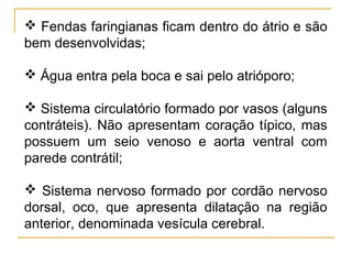  Fendas faringianas ficam dentro do átrio e são
bem desenvolvidas;

 Água entra pela boca e sai pelo atrióporo;

 Sistema circulatório formado por vasos (alguns
contráteis). Não apresentam coração típico, mas
possuem um seio venoso e aorta ventral com
parede contrátil;

 Sistema nervoso formado por cordão nervoso
dorsal, oco, que apresenta dilatação na região
anterior, denominada vesícula cerebral.
 