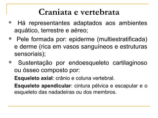 Craniata e vertebrata
    Há representantes adaptados aos ambientes
    aquático, terrestre e aéreo;
    Pele formada por: epiderme (multiestratificada)
    e derme (rica em vasos sanguíneos e estruturas
    sensoriais);
    Sustentação por endoesqueleto cartilaginoso
    ou ósseo composto por:
    Esqueleto axial: crânio e coluna vertebral.
    Esqueleto apendicular: cintura pélvica e escapular e o
    esqueleto das nadadeiras ou dos membros.
 