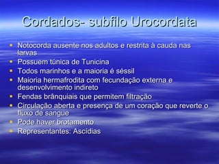 Cordados- subfilo Urocordata Notocorda ausente nos adultos e restrita à cauda nas larvas Possuem túnica de Tunicina Todos marinhos e a maioria é séssil Maioria hermafrodita com fecundação externa e desenvolvimento indireto Fendas brânquiais que permitem filtração Circulação aberta e presença de um coração que reverte o fluxo de sangue Pode haver brotamento Representantes: Ascídias 