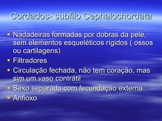 Cordados- subfilo Cephalochordata Nadadeiras formadas por dobras da pele, sem elementos esqueléticos rígidos ( ossos ou cartilagens) Filtradores Circulação fechada, não tem coração, mas sim um vaso contrátil Sexo separado com fecundação externa Anfioxo 