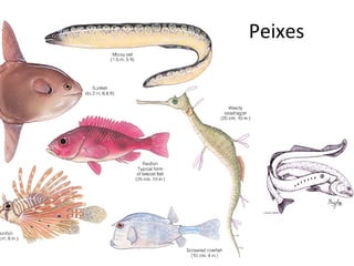 Peixes 
