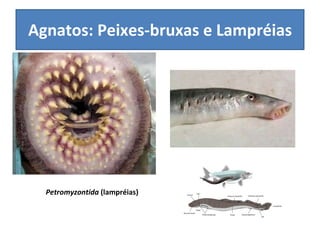 Agnatos: Peixes-bruxas e Lampréias Petromyzontida  (lampréias) 