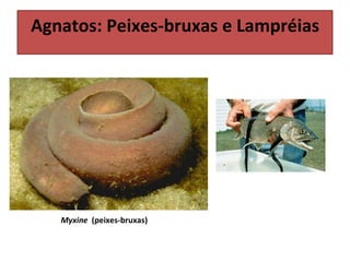 Myxine  (peixes-bruxas) Agnatos: Peixes-bruxas e Lampréias 