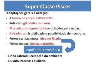 Adaptações gerais à natação: A  forma do corpo: FUSIFORME Pele com  glândulas mucosas. Musculatura segmentada: ondulações para nadar.  Nadadeiras:  Estabilidade e possibilidade de manobras.  Peixes cartilaginosos:  óleo no fígado Peixes ósseos:  bexiga natatória Super Classe Pisces Equilíbrio Hidrostático Linha Lateral: Percepção do ambiente Ouvido interno: Equilíbrio 