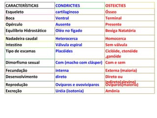 CARACTERÍSTICAS CONDRICTIES OSTEICTIES Esqueleto cartilaginoso Ósseo Boca Ventral Terminal Opérculo Ausente Presente Equilíbrio Hidrostático Oléo no fígado Bexiga Natatória Nadadeira caudal Heterocerca Homocerca Intestino Válvula espiral Sem válvula Tipo de escamas Placóides Ciclóide, ctenóide ,ganóide Dimorfismo sexual Com (macho com clásper) Com e sem Fecundação interna Externa (maioria) Desenvolvimento direto Direto ou indireto(alevino) Reprodução Ovíparos e ovovivíparos Ovíparos(maioria) Excreção Uréia (isotonia) Amônia 