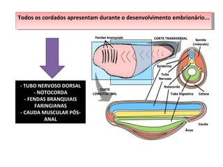 Todos os cordados apresentam durante o desenvolvimento embrionário... - TUBO NERVOSO DORSAL - NOTOCORDA - FENDAS BRANQUIAIS FARINGIANAS - CAUDA MUSCULAR PÓS-ANAL 