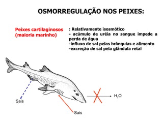 OSMORREGULAÇÃO NOS PEIXES: Peixes cartilaginosos (maioria marinho) H 2 O Sais : Relativamente isosmótico - acúmulo de uréia no sangue impede a perda de água -influxo de sal pelas brânquias e alimento  -excreção de sal pela glândula retal Sais 