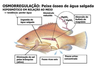 OSMORREGULAÇÃO: Peixe ósseo de água salgada HIPOSMÓTICO EM RELAÇÃO AO MEIO Glomérulo reduzido MgSO 4 MgSO 4 Absorção de  Sulfato de magnésio Pouca urina: concentrada  Ingestão de água salgada Eliminação de sal pelas brânquias (ativo) Fezes ricas sais -> tendência: perder água 