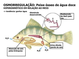 OSMORREGULAÇÃO: Peixe ósseo de água doce HIPEROSMÓTICO EM RELAÇÃO AO MEIO Absorção de sais pelas brânquias Reabsorção de NaCl pelo rim Glomérulo desenvolvido Urina diluída (perda de sais -> tendência: ganhar água H 2 O H 2 O H 2 O 
