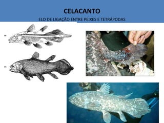 CELACANTO ELO DE LIGAÇÃO ENTRE PEIXES E TETRÁPODAS 