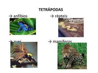 TETRÁPODAS   ->  anfíbios  -> répteis   ->  aves  -> mamíferos 