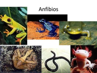 Anfibios 