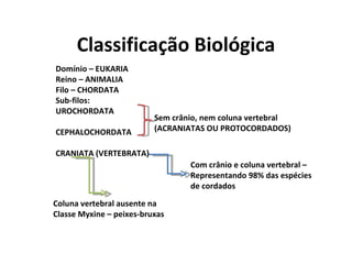 Classificação Biológica Domínio – EUKARIA Reino – ANIMALIA Filo – CHORDATA Sub-filos: UROCHORDATA CEPHALOCHORDATA CRANIATA (VERTEBRATA) Sem crânio, nem coluna vertebral  (ACRANIATAS OU PROTOCORDADOS) Com crânio e coluna vertebral –  Representando 98% das espécies de cordados Coluna vertebral ausente na Classe Myxine – peixes-bruxas 