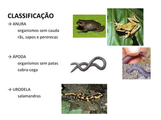 CLASSIFICAÇÃO ->  ANURA organismos sem cauda rãs, sapos e pererecas ->  ÁPODA organismos sem patas cobra-cega ->  URODELA salamandras 