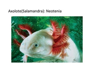 Axolote(Salamandra): Neotenia 