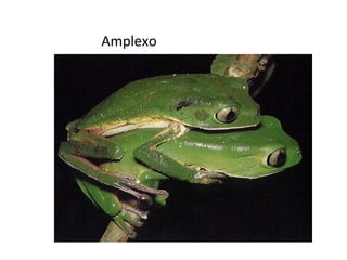 Amplexo 