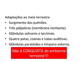 Adaptações ao meio terrestre Surgimento dos pulmões. Três pálpebras (membrana nictitante). Glândulas salivares e lacrimais. Quatro patas, coanas e tubas auditivas. Glândulas paratóides e tímpano externo. Não é CONQUISTA do ambiente terrestre!!! 