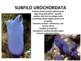 SUBFILO UROCHORDATA Animais sésseis (rochas submersas ou algas de grande porte) – quando  adultos; vida livre no estágio larval Localizados desde regiões polares até o equador Tamanho variável – milímetros a até mais de 10 cm Isolados ou Coloniais Exemplares: ascídias  (Ascidea nigra)  comum no litoral brasileiro 