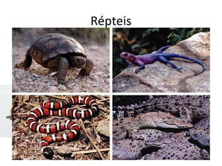 Répteis 