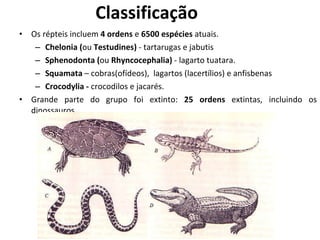 Classificação Os répteis incluem  4 ordens  e  6500 espécies  atuais.  Chelonia ( ou  Testudines)  - tartarugas e jabutis Sphenodonta ( ou  Rhyncocephalia)  - lagarto tuatara. Squamata  – cobras(ofídeos),  lagartos (lacertílios) e anfisbenas Crocodylia -  crocodilos e jacarés.  Grande parte do grupo foi extinto:  25 ordens  extintas, incluindo os dinossauros.  