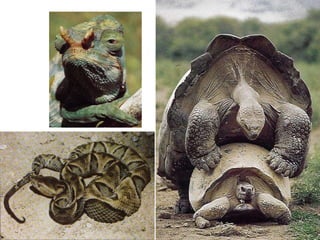 Vertebrados Répteis 